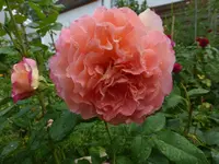 P1480778.webp P1480778.webp