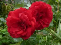 P1480782.webp P1480782.webp