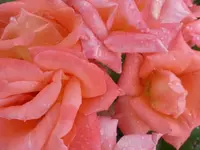 P1480818.webp P1480818.webp