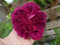 P1480823.webp P1480823.webp