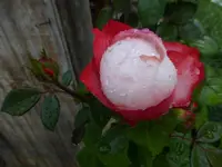 P1480837.webp P1480837.webp