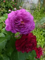 P1480922.webp P1480922.webp