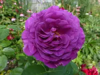 P1480919.webp P1480919.webp