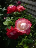 P1480926.webp P1480926.webp