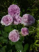 P1480925.webp P1480925.webp