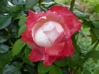 P1480842.webp P1480842.webp