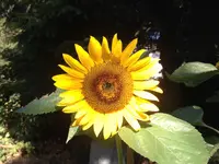 image.webp