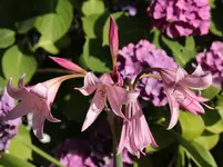 Garten Ritterstern 150805.webp