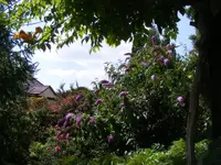 Sommerflieder.webp