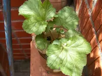 Unbekannte Nelkenwurz.webp