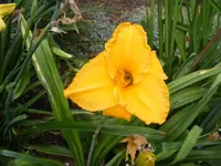 Hems1.webp