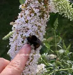 Hummel 40D_2015_08_05_01294.webp