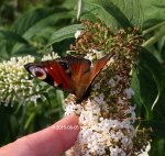 Schmetterling 40D_2015_08_05_01299.JPG