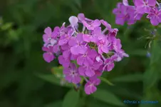 comp_DSC04329.webp