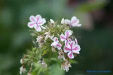 comp_DSC04332.webp