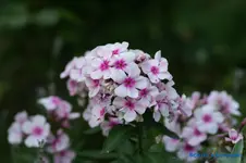 comp_DSC04333.webp
