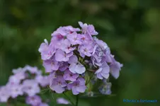 comp_DSC04334.webp