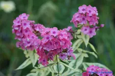 comp_DSC04335.webp