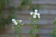 comp_DSC04336.webp