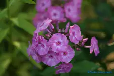 comp_DSC04337.webp