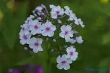 comp_DSC04338.webp