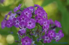 comp_DSC04339.webp