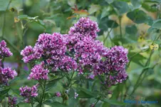 comp_DSC04357.webp