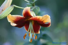 comp_DSC04340.webp