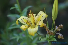 comp_DSC04346.webp