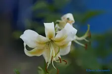 comp_DSC04347.webp