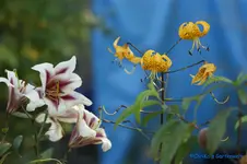 comp_DSC04349.webp