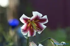 comp_DSC04350.webp
