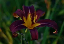 13brownwith.webp