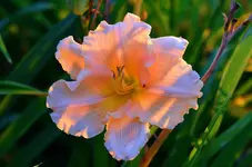 13faritalepink.webp