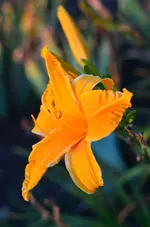 13orangerspider.webp