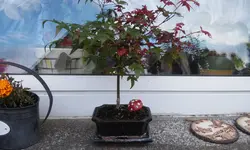 20150730_185738.webp