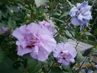 P8051025.webp