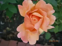 P8051031.webp