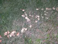 IMGP7975.webp
