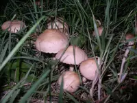 IMGP7976.webp