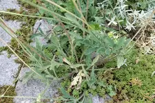 K800_IMG_1888.webp