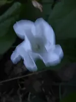 P1480274.webp