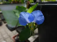 P1480915.webp