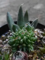 P1480879.webp