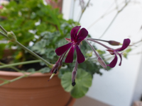 P1480897.webp