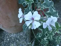 P1480736.webp