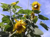 20150806_101922.webp