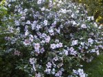 BILD4436.JPG