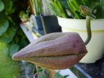 DSCF9332.jpg