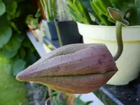DSCF9332.jpg